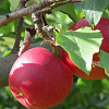 Яблоня Пепин шафранный фото 1 